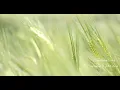 Download Lagu Unis Abdullaev - Enchanting Evening Garden (instrumental music, sleep music, Guitar)