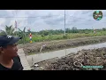 Download Lagu ALHAMDULILAH AHIRNYA TANAMAN BLI NYOMANN SUDAH KELIHATAN SUBUR 