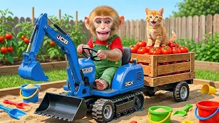Monkey Sisi Drives Tractor to Harvest Tomatoes & Rescue a Puppy | A Surprising Farm Adventure!