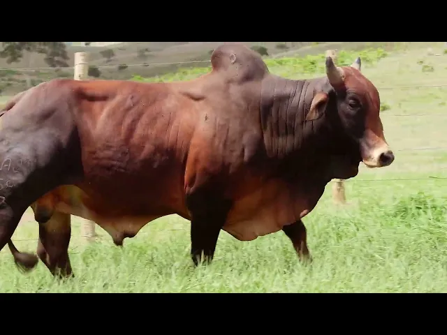 Touro Sindi RAJT - 2681