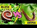 Download Lagu Centipede vs Millipede | What's the REAL Difference?