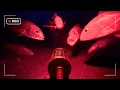 Lagu I Dropped a Night Vision Camera to the Bottom of the Bali Sea