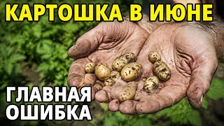 Не сделаете это с картошкой в июне — осенью накопаете одну мелочь
