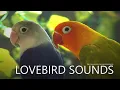 Lagu Lovebirds Chirping, Lovebirds Singing - Two Agapornis Fischeri - Blue and Pastel Green