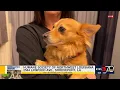 Arklatex Made Shreveport Humane Society