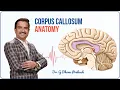 Corpus Callosum Anatomy Animation Genu Splenium Forceps Major Dr G Bhanu Prakash