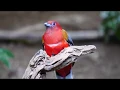 Download Lagu Birds in Western Yunnan (China)