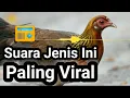 Download Lagu Suara Ayam Hutan Betina Yang Paling Banyak Digunakan Pemikat Ayam Hutan