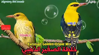جديد  خلطة رائعة للصفير الذهبي  صفار    تشغيل من الظهر وحتى العصر    دندنها