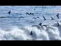 The Waterboys - This Is The Sea