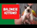 Balinese Cat Balinese Kittens - Hypoallergenic Cats Balinese Balinese Cat Fel D1 Balinese Cat Utah