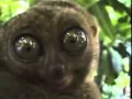Funny big eyes Tarsier