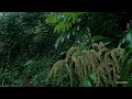 Download Lagu [ 1hour Relaxing Music with Rain ] The Beatles - Relaxing Piano Collection | Sleep/Study/Chill