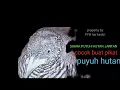 Download Lagu PALING AMPUH 100% SUARA PIKAT PUYUH LIAR||#suarapuyuhjantan #pikatburungpuyuh @merconabs7575