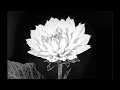 Audioreactive Playhead - Touc esigner