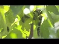 Fig-Eater Beetles
