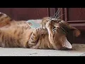 Kitten in the Corn, Lo & the High Road, Official Music Video