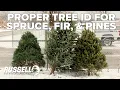 How to Correctly ID a Spruce Fir and Pine Tree