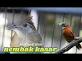 Download Lagu TEPUS KEPALA ABU GACOR VS KAPAS TEMBAK GACOR DUET MAUT MASTERAN BURUNG JUARA