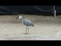 Heron eats duckling at San Diego Zoo