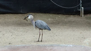 Heron eats duckling at San Diego Zoo