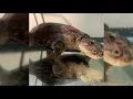 African Sideneck Turtle Pros and Cons Price How to choose Facts Care History