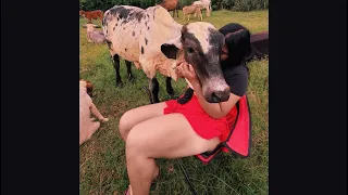 Benjamin es el TORO manso de la manada 