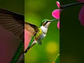 Download Lagu world's smallest bird#shortfeed #birds #trending #birdsounds #bird #beautifulbirds #hummingbird #ai