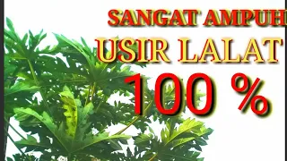tercepat dasyat daun pepaya bisa mengusir lalat