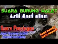 Suara Panggil Burung Walet Asli Dari Alam | How To Call Swift Birds ✓