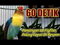 Download Lagu Berawal Ngetik Lanjut NGEKEK PANJANG, Pancingan Lovebird Fighter PALING CEPAT Di RESPON, DIJAMIN,.!!
