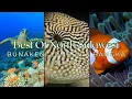 Top 5 Dive Sites of North Sulawesi: Bunaken, Lembeh \u0026 Bangka Island in 4K #scubadiving #indonesia