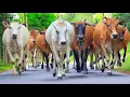 Download Lagu Puluhan sapi lembu jinak melompat lompat dan berlarian ceria di tengah jalan menuju ujung pegunungan