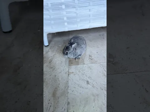 Yeni Tavşanımızın ilk kahvaltısı 🥳