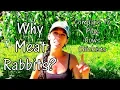 Why Rabbit Meat - Comparing Rabbits To Cow Pig And Chicken