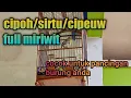 Download Lagu Cipoh/sirtu/burung cipow||full miriwit