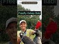 Download Lagu Freefly Kekep Babi di Lapangan #freefly #kekepbabi #birds #birdcommunity