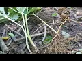 Transplanting Mayapple