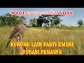 Download Lagu masteran burung branjangan gacor jernih durasi panjang 1 jam