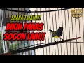 Download Lagu SOGOK ONTONG GACOR MEMANGGIL LAWAN #sogon #sogongacor #sogokotong 