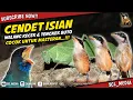 Download Lagu Masteran Cendet yg di cari // Isian Walang Kecek dan Tengkek Buto