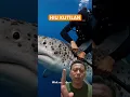 Download Lagu Hiu kutilan #reaction#trending#videoviral#hiu