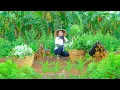 Download Lagu Harvest Mugwort After 60 Days Of Planting Goes To Market Sell, Cook Chicken Stew With Mugwort,Garden