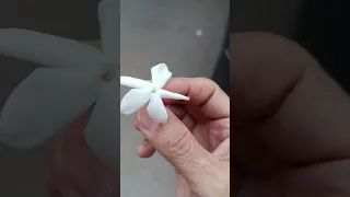  فل  ورد   ذكريات الطفولة دندنها