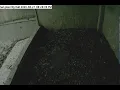 San Jose City Hall Peregrine Falcon Camera - Nest Box