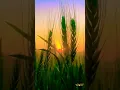 Download Lagu Ta Ra Ra Ra Rum TaRaRumPum Song Status#youtubeshorts#shortvideo #viral