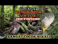 Download Lagu Suara Pikat Burung Rengganis. Asli Alam Liar. Sangat Jitu.