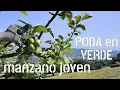 PoV PODA EN VERDE COMPLETA de un MANZANO joven, paso a paso #LdN #frutiCULTURA