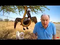 Download Lagu rescue animal : Pelican Chick Alerts Hero to Mother's Highway Anaconda Rescue
