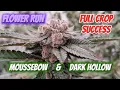 Craft Flower Run of 3s Genetics Moussebow Irie Genetics Dark Hollow Pesticide Free for a Huge Win